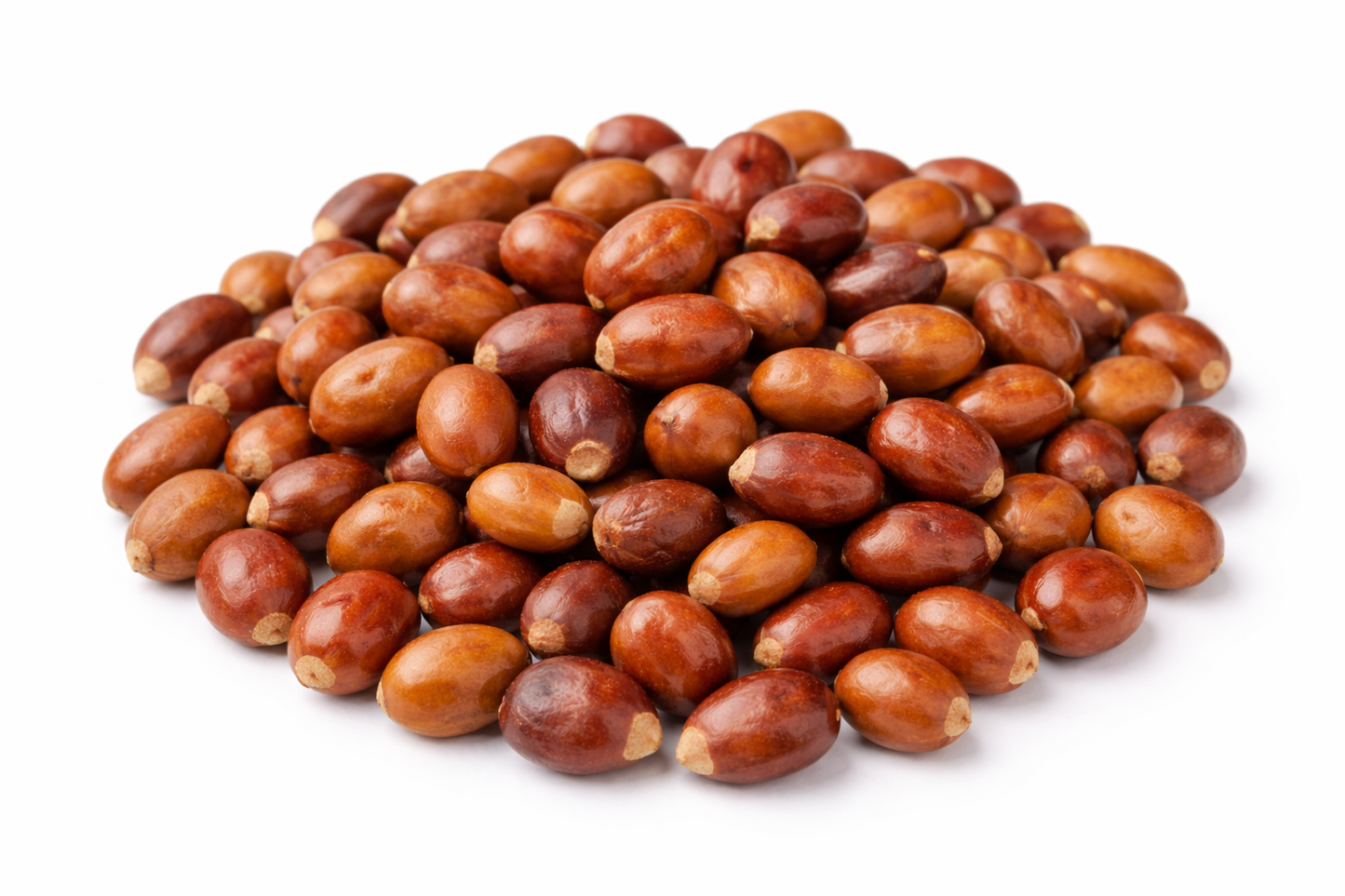 Lajwanti Seeds Mimosa pudica – Natural Herbal Herbal Seeds