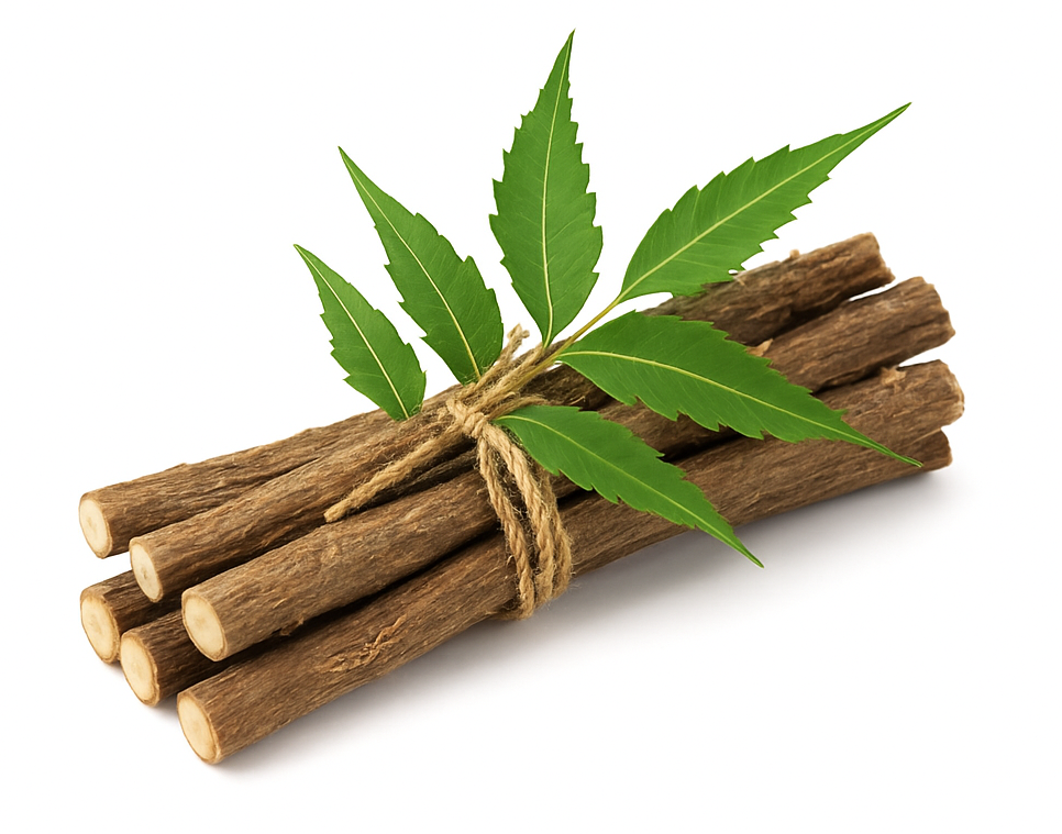 Neem Datoon Chewing Stick Azadirachta Indica – Natural Oral Care