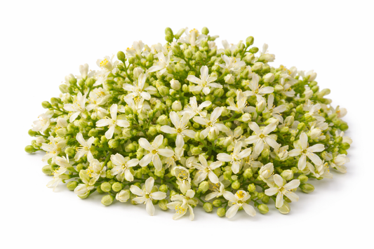 Neem Flower Azadirachta Indica – Herbal Flower for Wellness