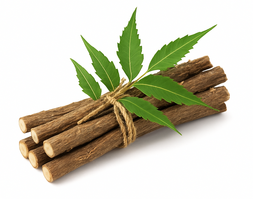 Neem Datoon – Natural Neem Chewing Stick for Teeth – BotanyAura Co.