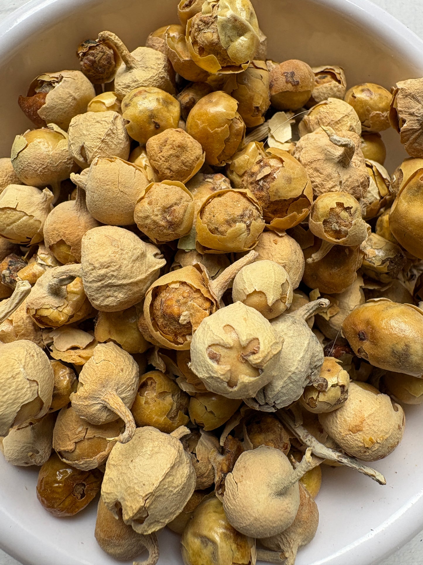 Paneer Dodi Whole – Withania Coagulan