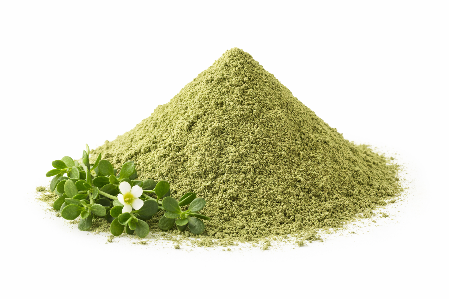 Pure brahmi powder made from bacopa monnieri leaves on white background