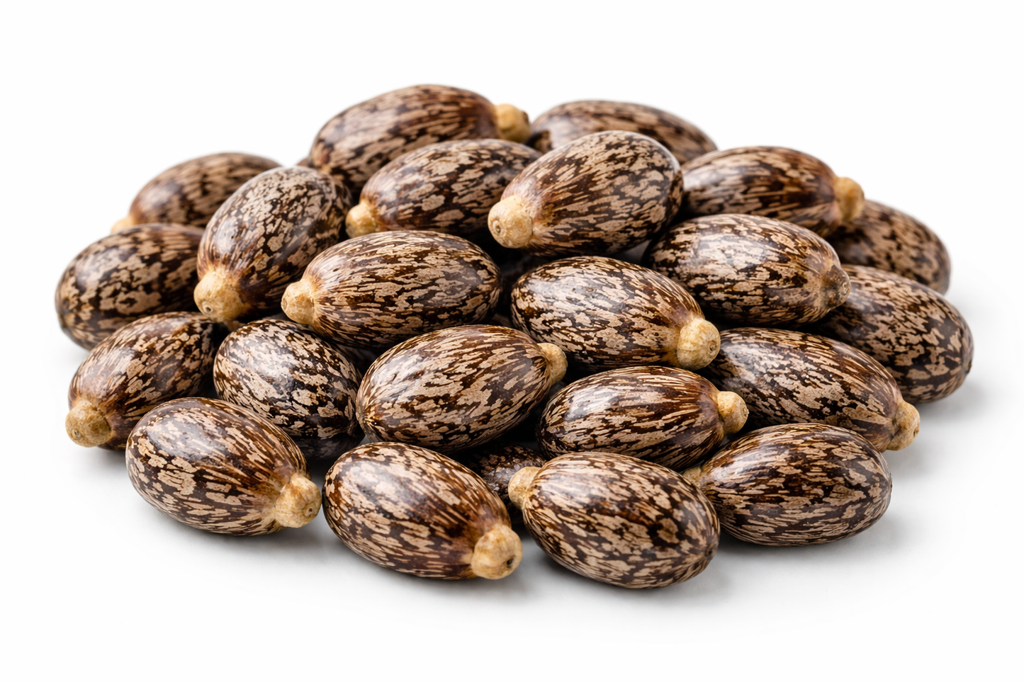 Castor seeds (Ricinus communis) whole natural raw seeds