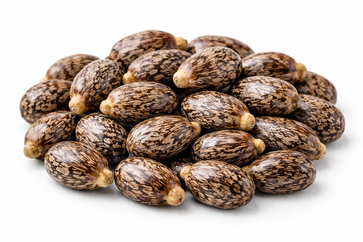 Castor seeds (Ricinus communis) whole natural raw seeds